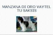 Manzana Di Oro Vaytel Tu Saksis