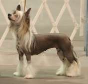 Gch Ch Mano Ponis Bonasera Bcat