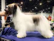 Be My Dog's Alexa Silky Pants