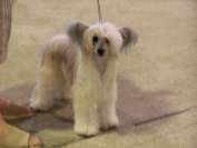 Ch Annamac Miss Myrtle JW