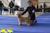 Zholesk Angel Stars Acro