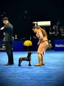 GCH Kaylen's Sommer No Ordinary Bromance