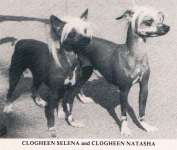 Clogheen Selena